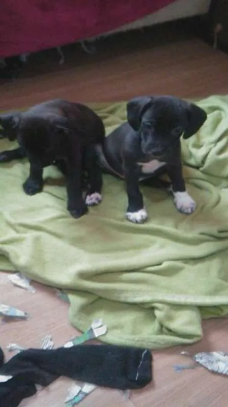 Cachorro ra a SrdMIX idade  nome Filhotes