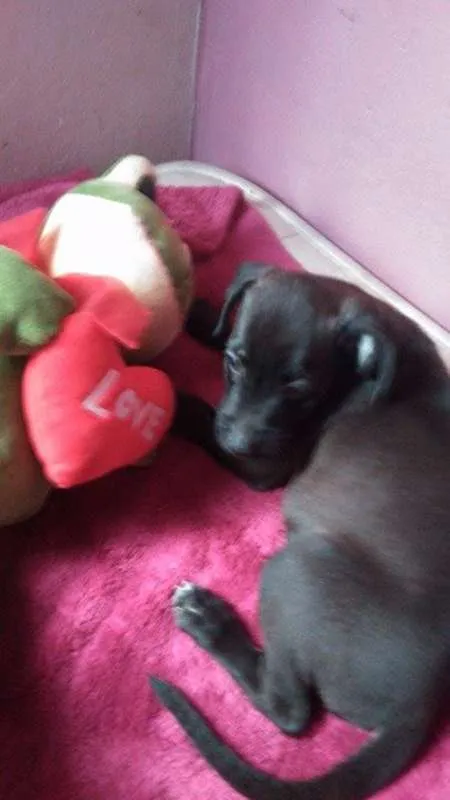 Cachorro ra a SrdMIX idade  nome Filhotes