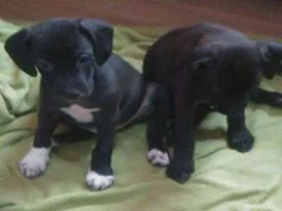 Cachorro ra a SrdMIX idade  nome Filhotes