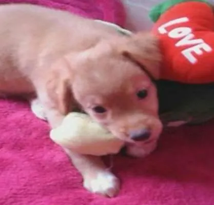 Cachorro ra a SrdMIX idade  nome Filhotes