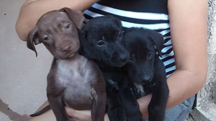 Cachorro raça não definida idade 2 a 6 meses nome sem nome