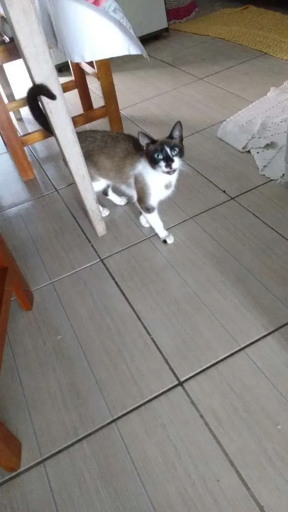 Gato ra a Viralata com ciames idade 1 ano nome Ângela