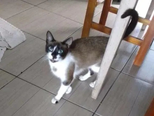 Gato ra a Viralata com ciames idade 1 ano nome Ângela