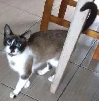 Gato ra a Viralata com ciames idade 1 ano nome Ângela