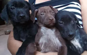 Cachorro raça não definida idade 2 a 6 meses nome sem nome