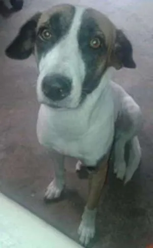 Cachorro raça SDF idade 3 anos nome CELY