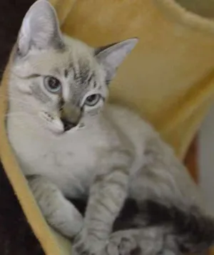 Gato raça Siamês idade 2 a 6 meses nome Bono