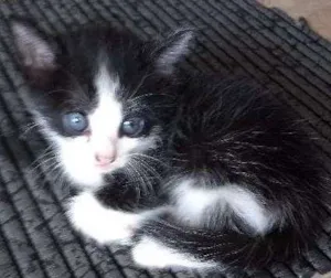 Gato raça Vira lata idade Abaixo de 2 meses nome Não tem