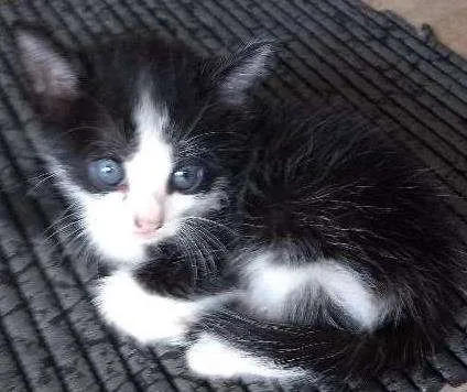 Gato ra a Vira lata idade Abaixo de 2 meses nome Não tem