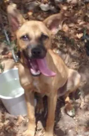Cachorro raça Misturado idade 2 a 6 meses nome Duke