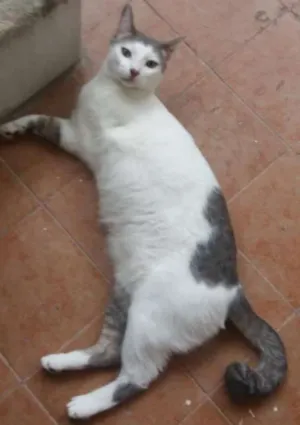 Gato raça vira latas idade 6 ou mais anos nome tommy lee GRATIFICA