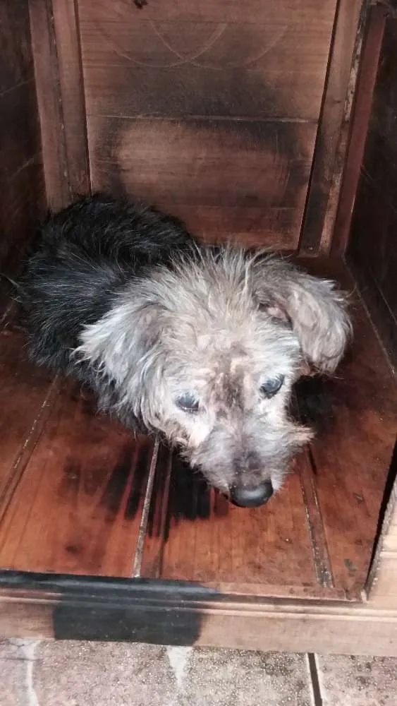 Cachorro ra a Não idade 5 anos nome Rakelly  e Sasha