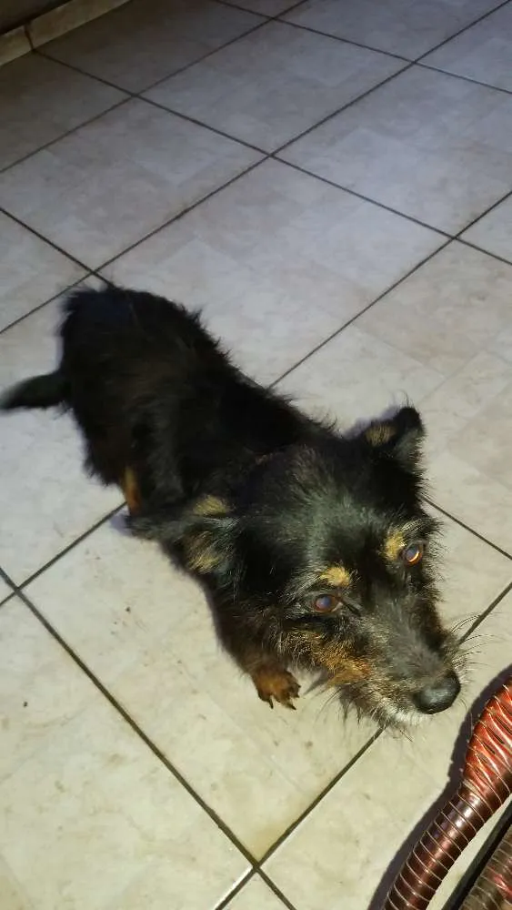 Cachorro ra a Não idade 5 anos nome Rakelly  e Sasha