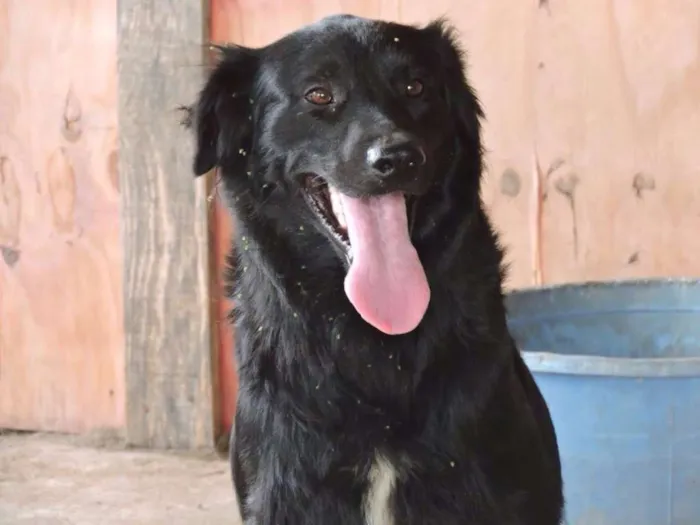 Cachorro ra a SRD idade 7 a 11 meses nome MOGLI