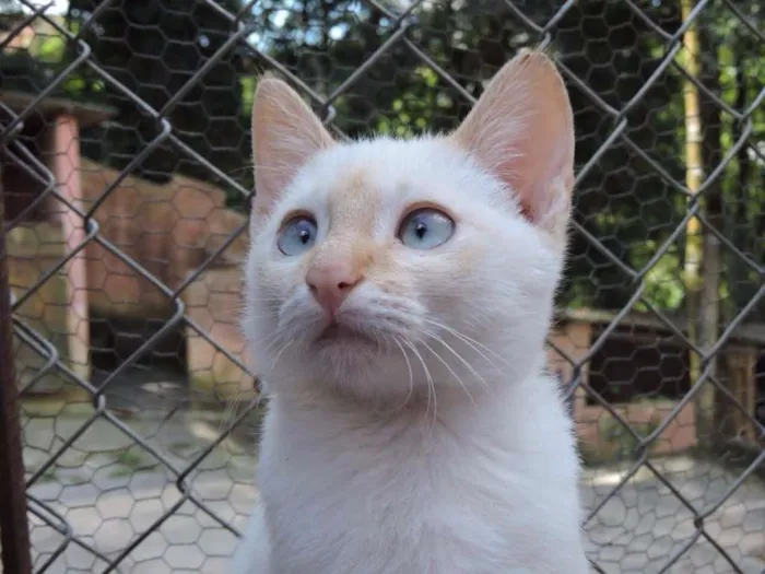 Gato ra a SRD idade 2 a 6 meses nome VANILLA