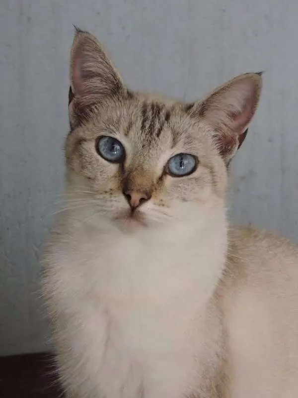 Gato ra a SRD idade 7 a 11 meses nome VICA