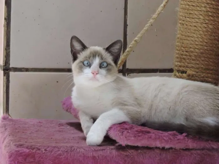 Gato ra a siamesa idade 2 a 6 meses nome SABRINA