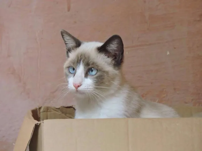 Gato ra a siamesa idade 2 a 6 meses nome SABRINA