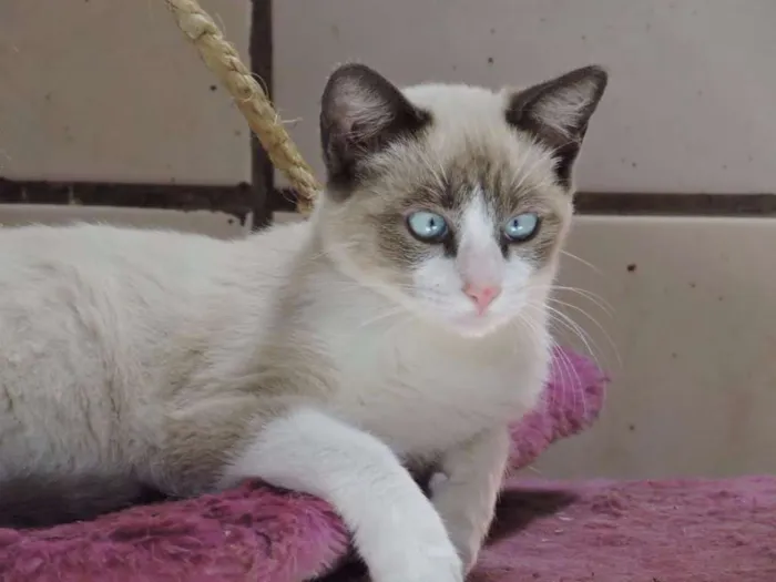 Gato ra a siamesa idade 2 a 6 meses nome SABRINA