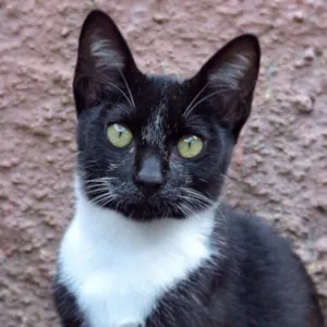 Gato raça SRD idade 2 a 6 meses nome TITTA