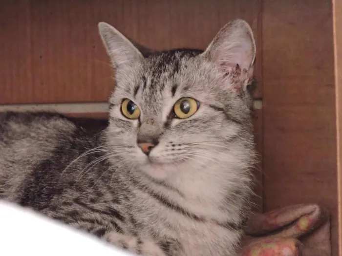 Gato ra a SRD idade 7 a 11 meses nome SUNNY