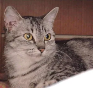 Gato raça SRD idade 7 a 11 meses nome SUNNY