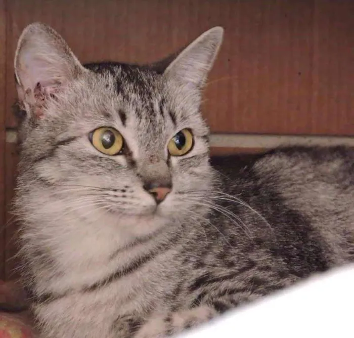 Gato ra a SRD idade 7 a 11 meses nome SUNNY