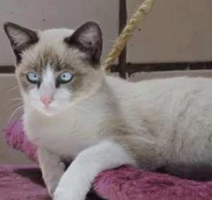 Gato raça siamesa idade 2 a 6 meses nome SABRINA