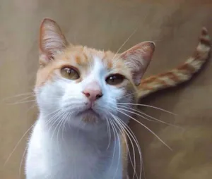Gato raça SRD idade 7 a 11 meses nome LELLO