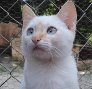Gato raça SRD idade 2 a 6 meses nome VANILLA