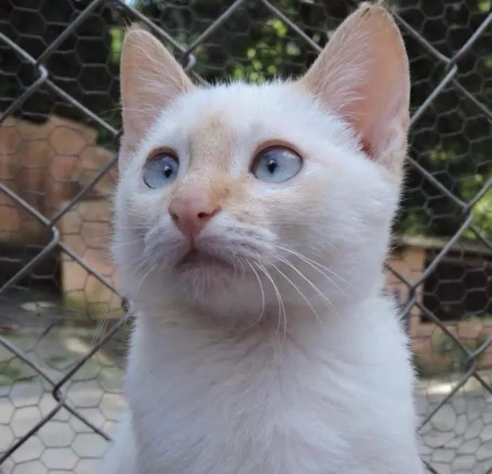 Gato ra a SRD idade 2 a 6 meses nome VANILLA