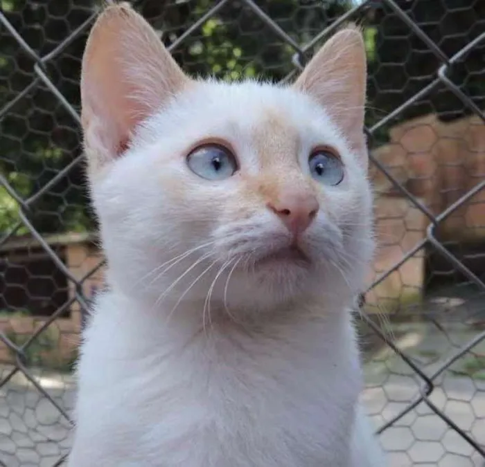 Gato ra a SRD idade 2 a 6 meses nome VANILLA