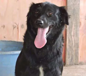 Cachorro raça SRD idade 7 a 11 meses nome MOGLI