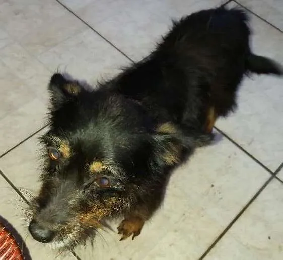 Cachorro ra a Não idade 5 anos nome Rakelly  e Sasha