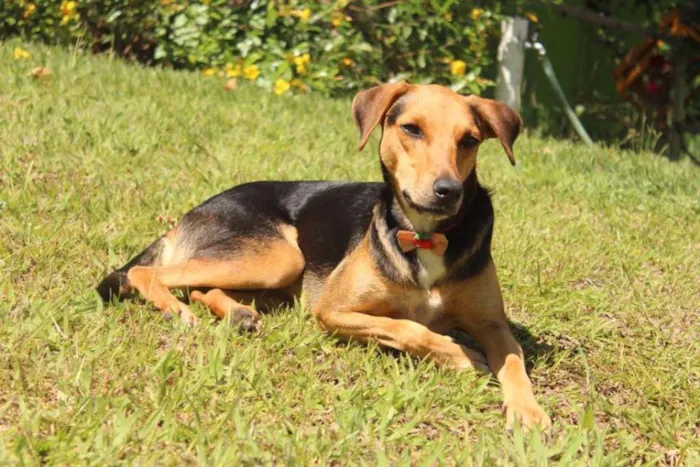Cachorro raça vira lata idade 2 anos nome Nina