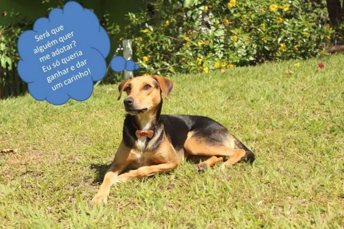 Cachorro raça vira lata idade 2 anos nome Nina