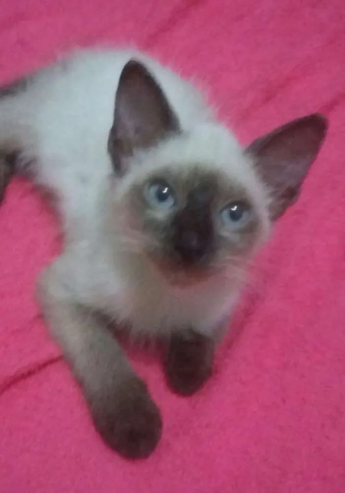 Gato ra a SIAMÊS  idade 2 a 6 meses nome SEM NOME 