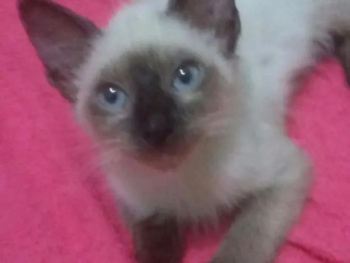 Gato ra a SIAMÊS  idade 2 a 6 meses nome SEM NOME 