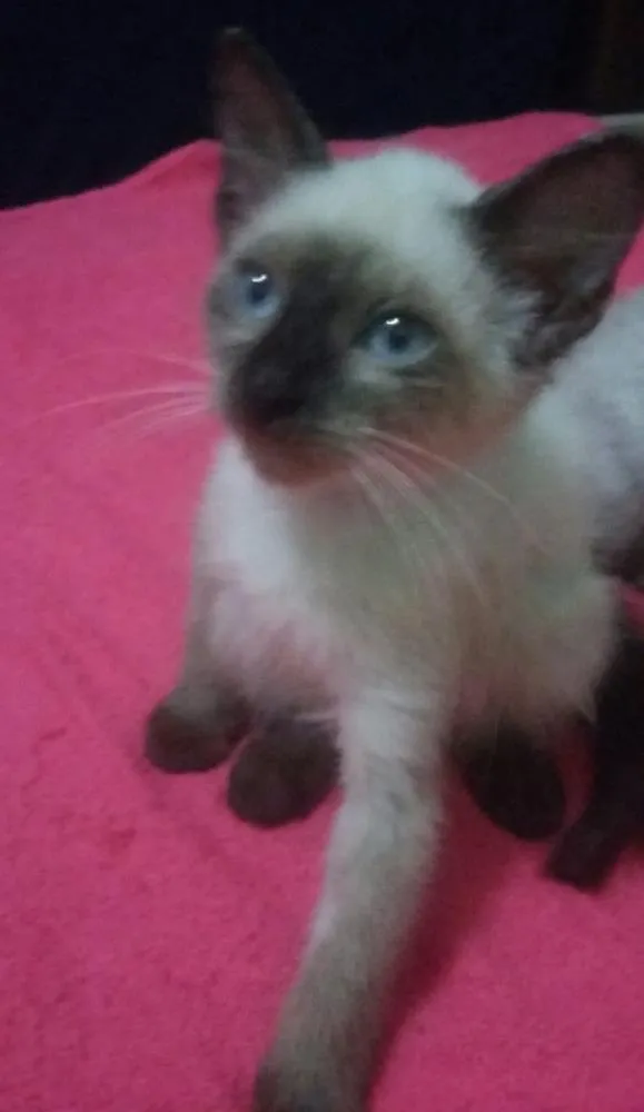 Gato ra a SIAMÊS  idade 2 a 6 meses nome SEM NOME 