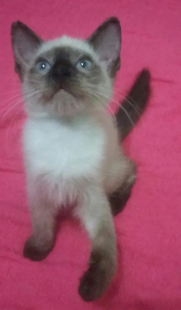 Gato ra a SIAMÊS  idade 2 a 6 meses nome SEM NOME 