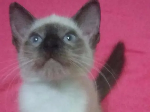 Gato ra a SIAMÊS  idade 2 a 6 meses nome SEM NOME 