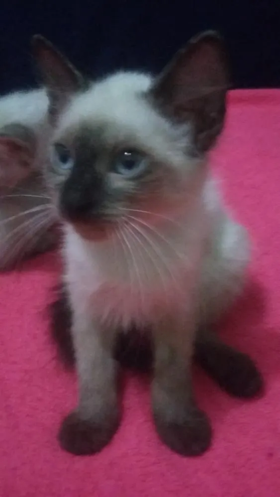 Gato ra a SIAMÊS  idade 2 a 6 meses nome SEM NOME 