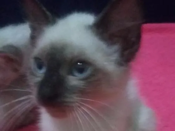 Gato ra a SIAMÊS  idade 2 a 6 meses nome SEM NOME 