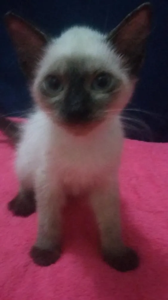 Gato ra a SIAMÊS  idade 2 a 6 meses nome SEM NOME 