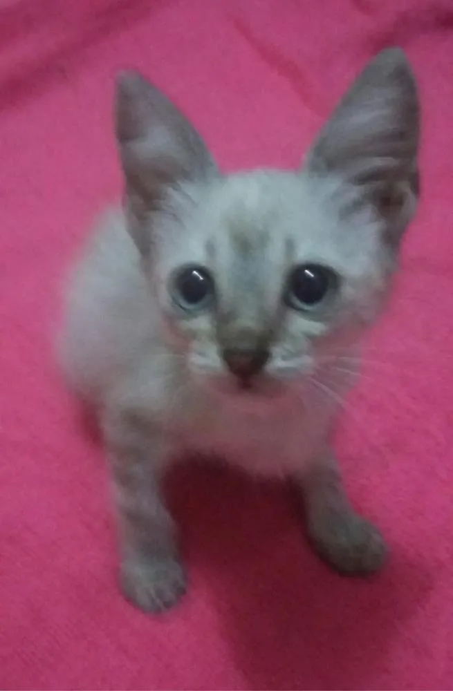Gato ra a SEM RAÇA DEFINIDA. idade 2 a 6 meses nome SEM NOME 
