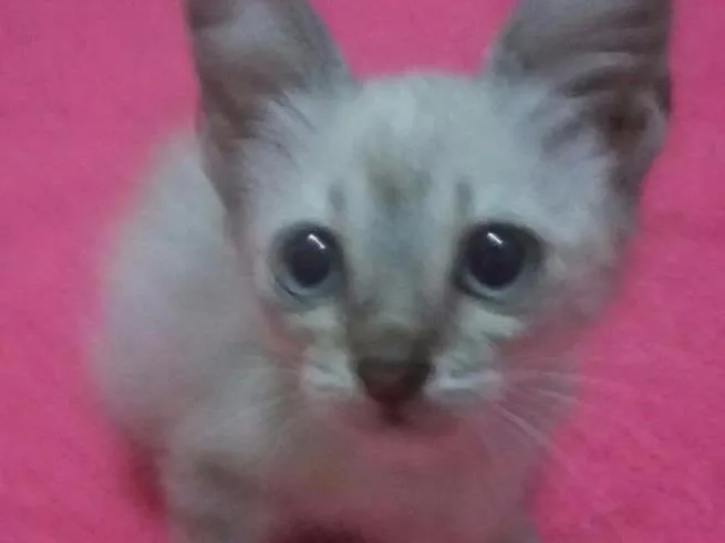 Gato ra a SEM RAÇA DEFINIDA. idade 2 a 6 meses nome SEM NOME 