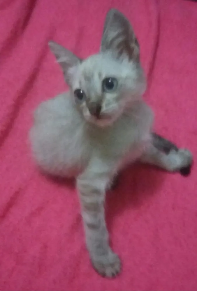 Gato ra a SEM RAÇA DEFINIDA. idade 2 a 6 meses nome SEM NOME 