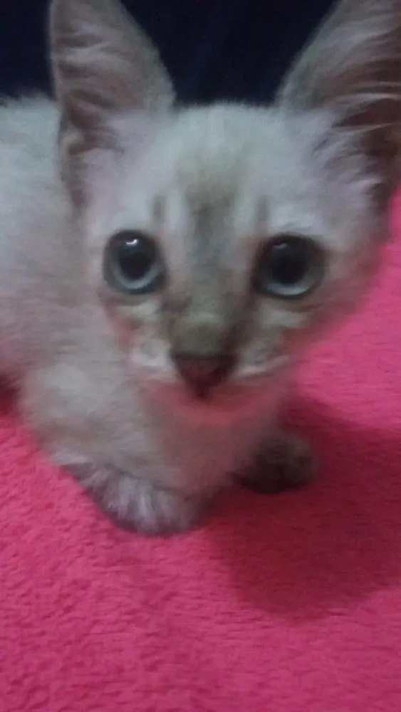 Gato ra a SEM RAÇA DEFINIDA. idade 2 a 6 meses nome SEM NOME 