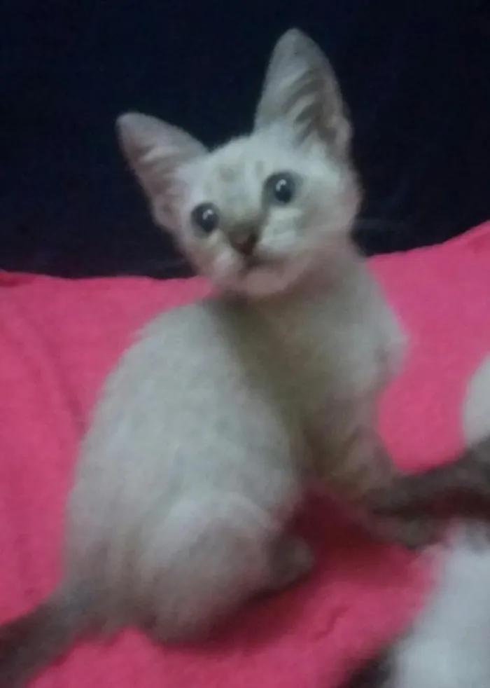 Gato ra a SEM RAÇA DEFINIDA. idade 2 a 6 meses nome SEM NOME 