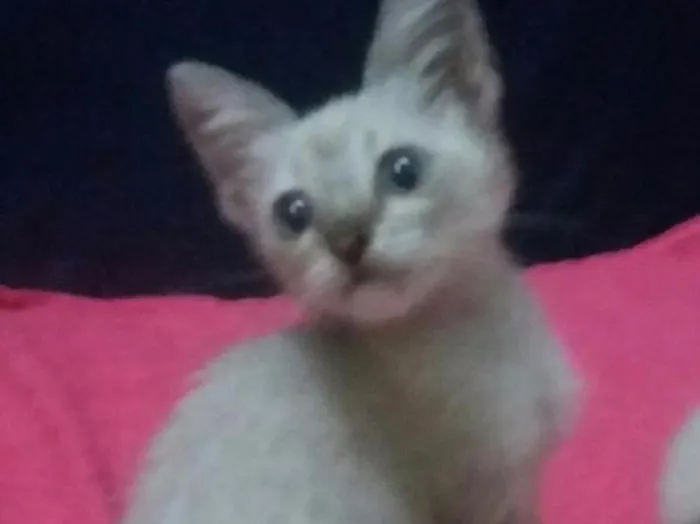 Gato ra a SEM RAÇA DEFINIDA. idade 2 a 6 meses nome SEM NOME 